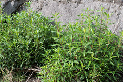 Baccharis latifolia