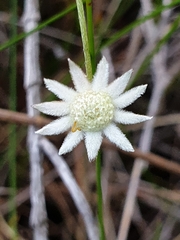 Actinotus minor