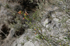 Clinopodium tomentosum