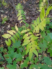 Sorbaria sorbifolia