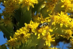 Perdita octomaculata