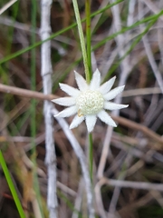 Actinotus minor