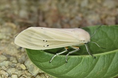 Creatonotos transiens