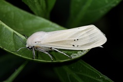 Creatonotos transiens