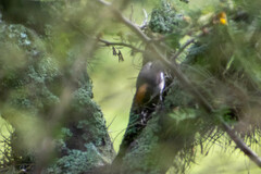 Atlapetes leucopterus