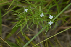 Polypremum procumbens