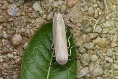 Creatonotos transiens