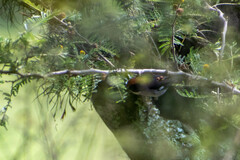 Atlapetes leucopterus