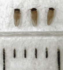 Ctenarytaina insularis