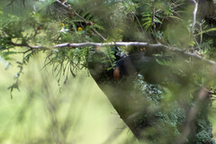 Atlapetes leucopterus