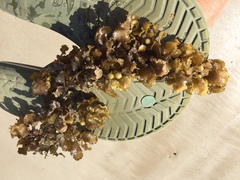 Sargassaceae