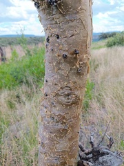 Bursera
