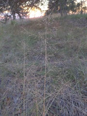 Eragrostis intermedia