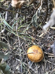 Suillus pseudobrevipes
