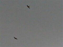 Hirundo rustica