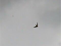 Hirundo rustica