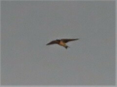 Hirundo rustica