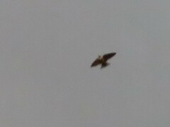 Hirundo rustica
