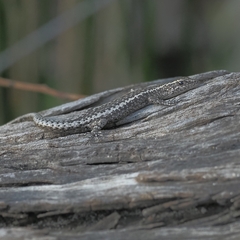 Cryptoblepharus pannosus