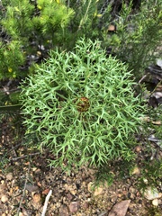 Isopogon ceratophyllus