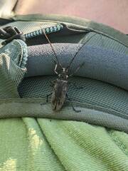 Monochamus maculosus