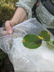 Monochamus maculosus