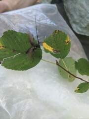 Monochamus maculosus