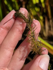 Myriophyllum sibiricum