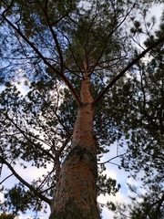 Pinus