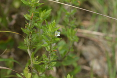 Gratiola pilosa