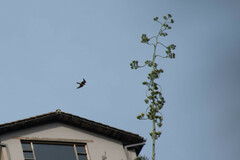 Agave cordillerensis