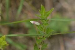 Gratiola pilosa