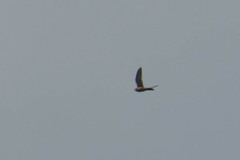 Falco sparverius