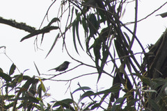Contopus fumigatus