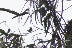 Contopus fumigatus