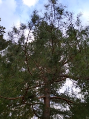 Pinus