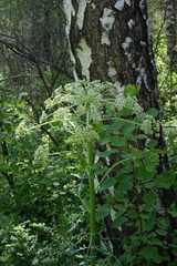Pleurospermum uralense
