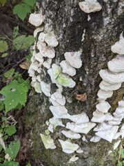 Trichaptum subchartaceum