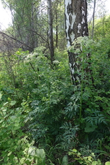 Pleurospermum uralense