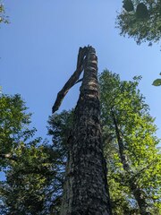 Trichaptum subchartaceum