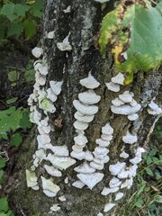 Trichaptum subchartaceum