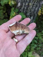 Trichaptum subchartaceum