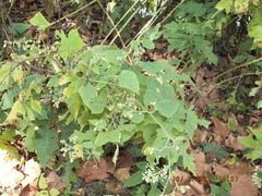 Polymnia canadensis