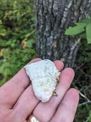 Trichaptum subchartaceum