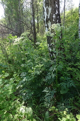 Pleurospermum uralense