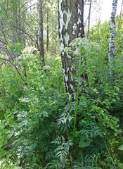 Pleurospermum uralense