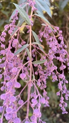 Hyptis odorata