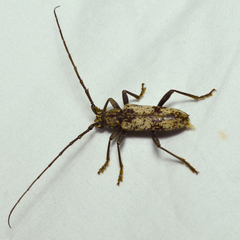 Enaphalodes niveitectus