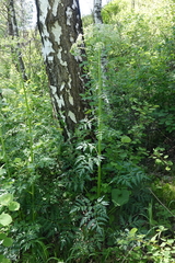 Pleurospermum uralense
