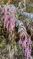 Hyptis odorata